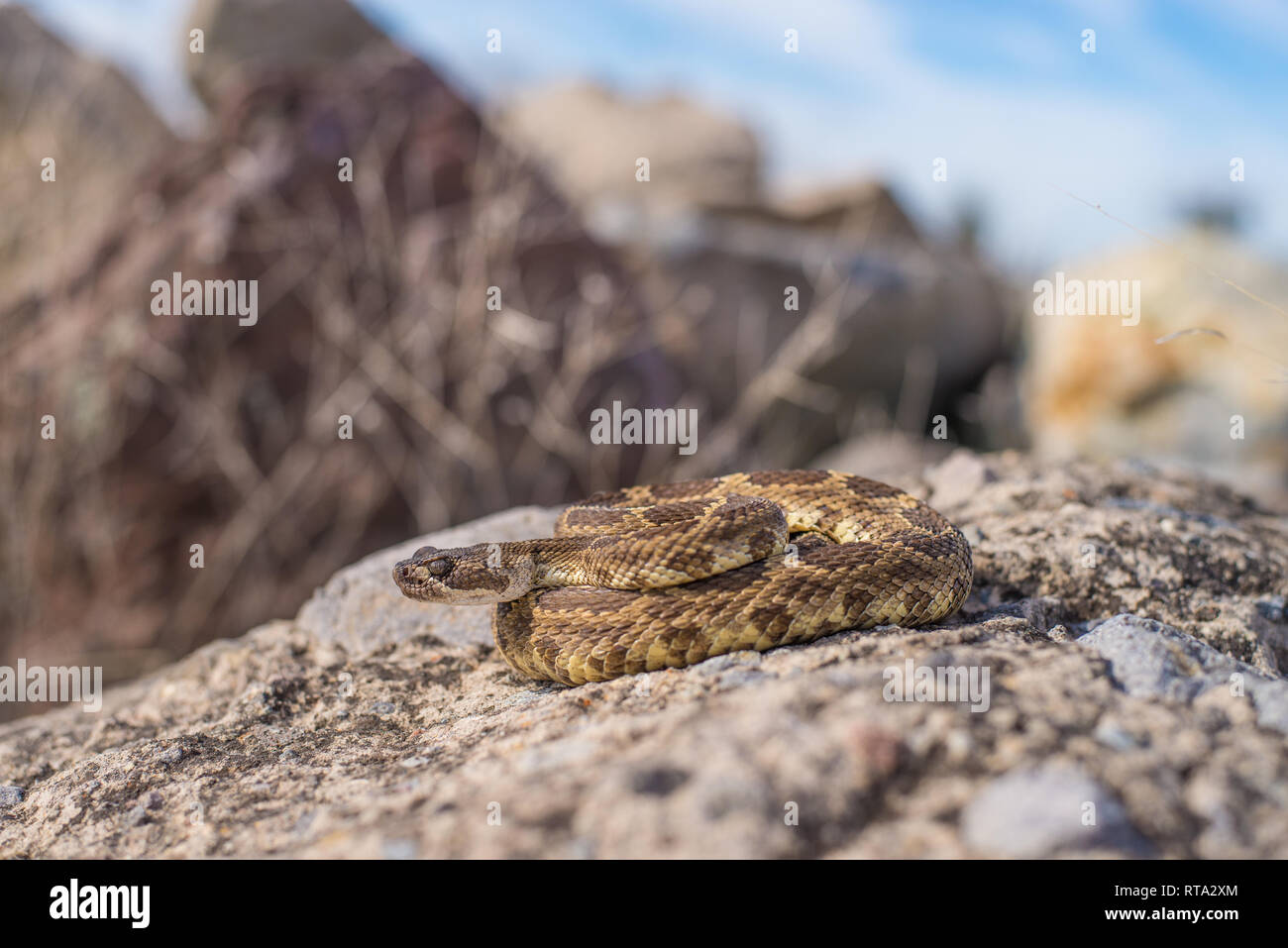 Un valore medio dimensioni maschio adulto Pacifico settentrionale Rattlesnake fotografato su una roccia su una molla pomeriggio nel nord della California. Foto Stock