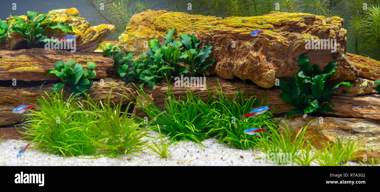 Le pietre e le piante in acquario Foto stock - Alamy