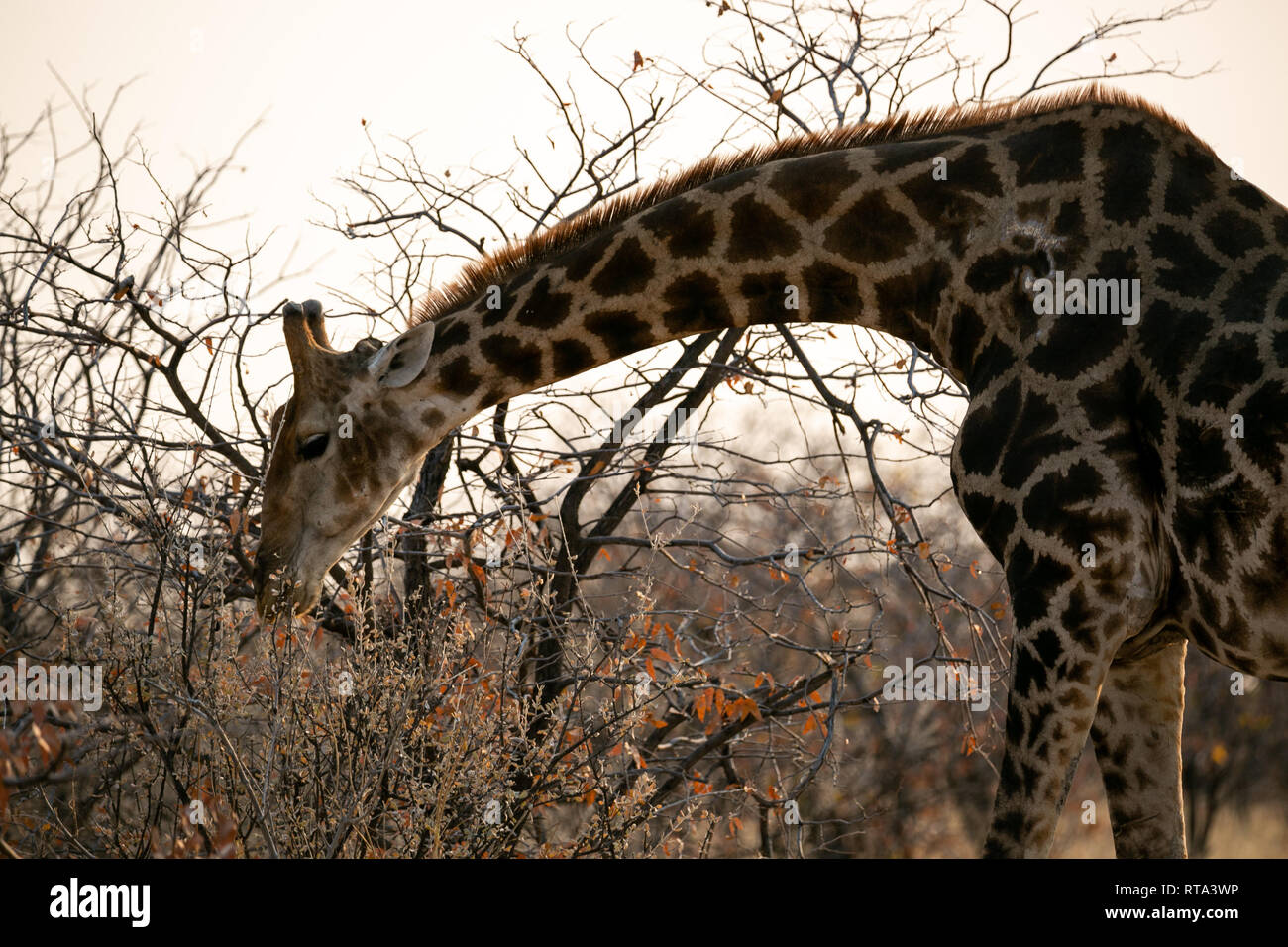 Unico giraffa mangiare albero collo curvo verso il basso il Parco Nazionale di Etosha Namibia Foto Stock