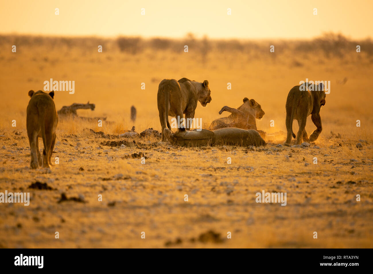 Gruppo di leoni femmina giacenti e in piedi nel tardo pomeriggio haze arancione e marrone dei toni di marrone Etosha National Park Namibia Foto Stock