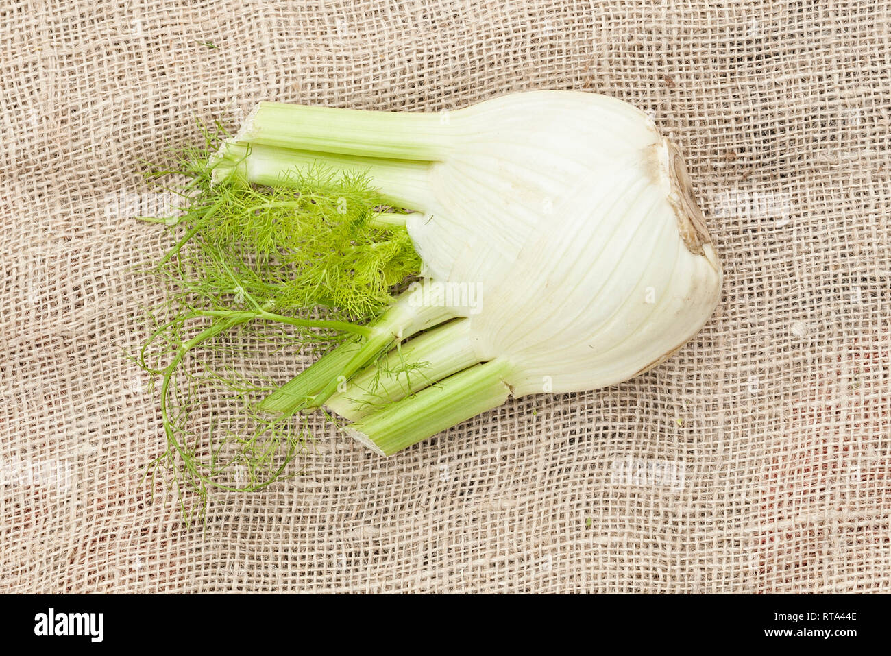 Eine Fenchelkonlle liegt auf iuta Foto Stock