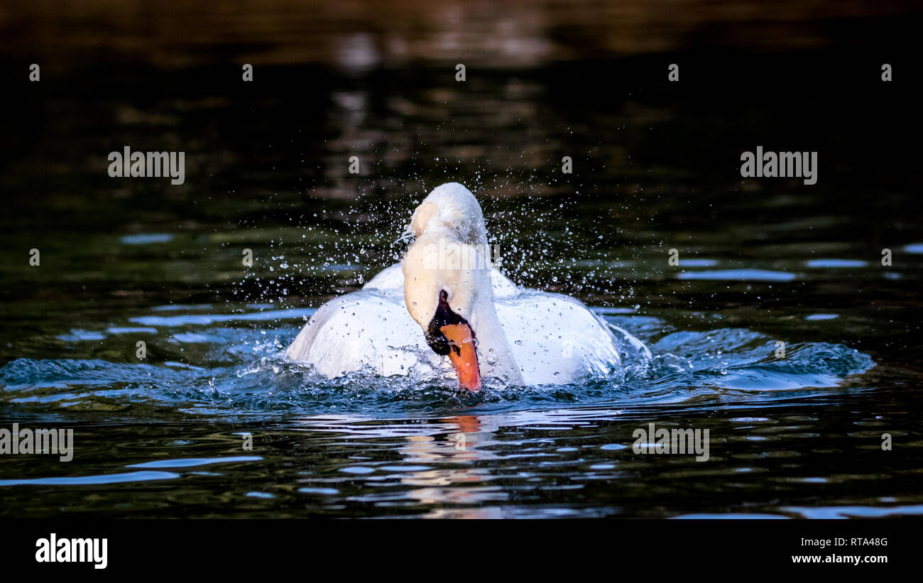 Swan prendendo una mattina di doccia o vasca da bagno al qudra lago di Dubai Foto Stock