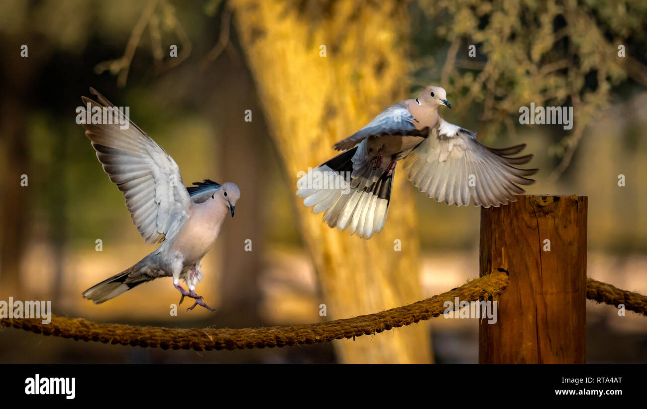 Decollo ed atterraggio degli uccelli Foto Stock