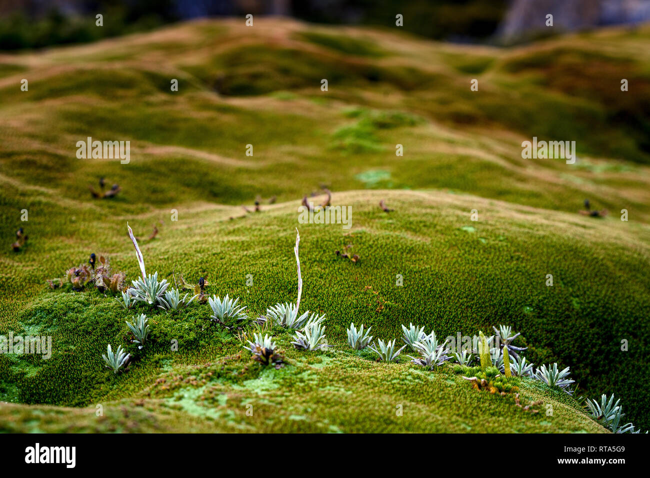 Chiusura del cuscino della Tasmania impianto in Cradle Mountain-Lake St Clair National Park Foto Stock