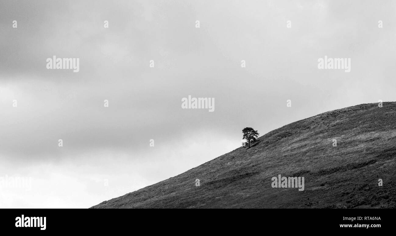 Bellissimo paesaggio scozzese con singolo albero sul pendio di una collina Foto Stock