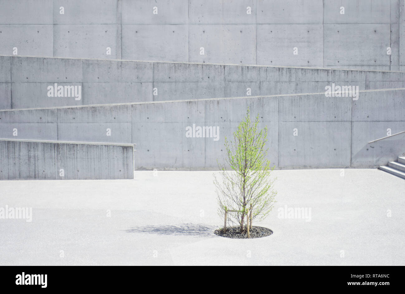 Un albero tra architettura modernista a Reykjavik, Islanda Foto Stock