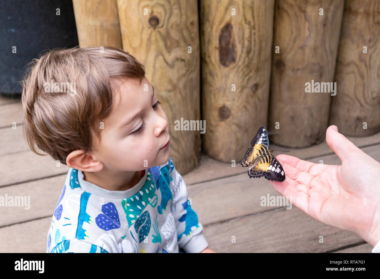 Un bimbo di 2 anni ammirando una farfalla al mondo tropicale, Leeds, Yorkshire Regno Unito Foto Stock