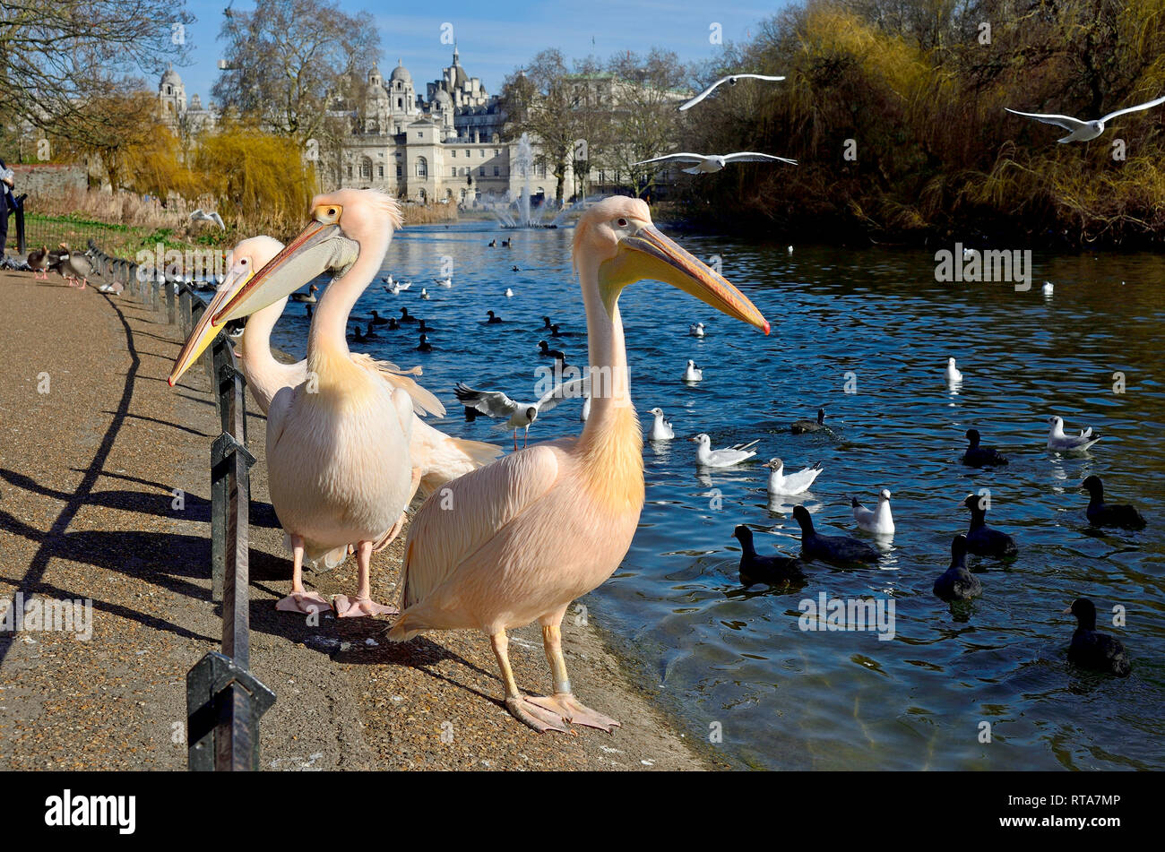 Londra, Inghilterra, Regno Unito. St James Park pellicani in una giornata di sole in febbraio 2019 Foto Stock