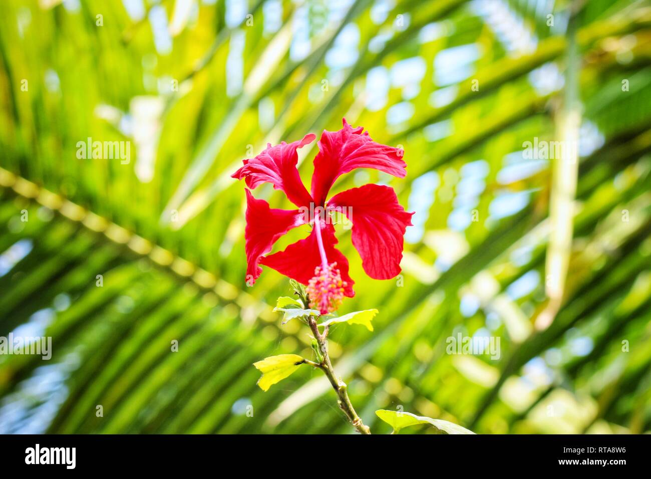 Fiore del Bangladesh. Blur sullo sfondo fiore. Foto Stock