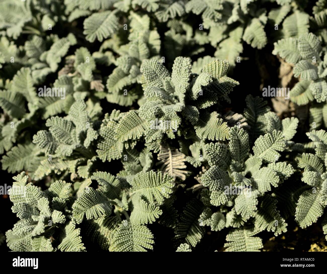 Tansy argento Foto Stock