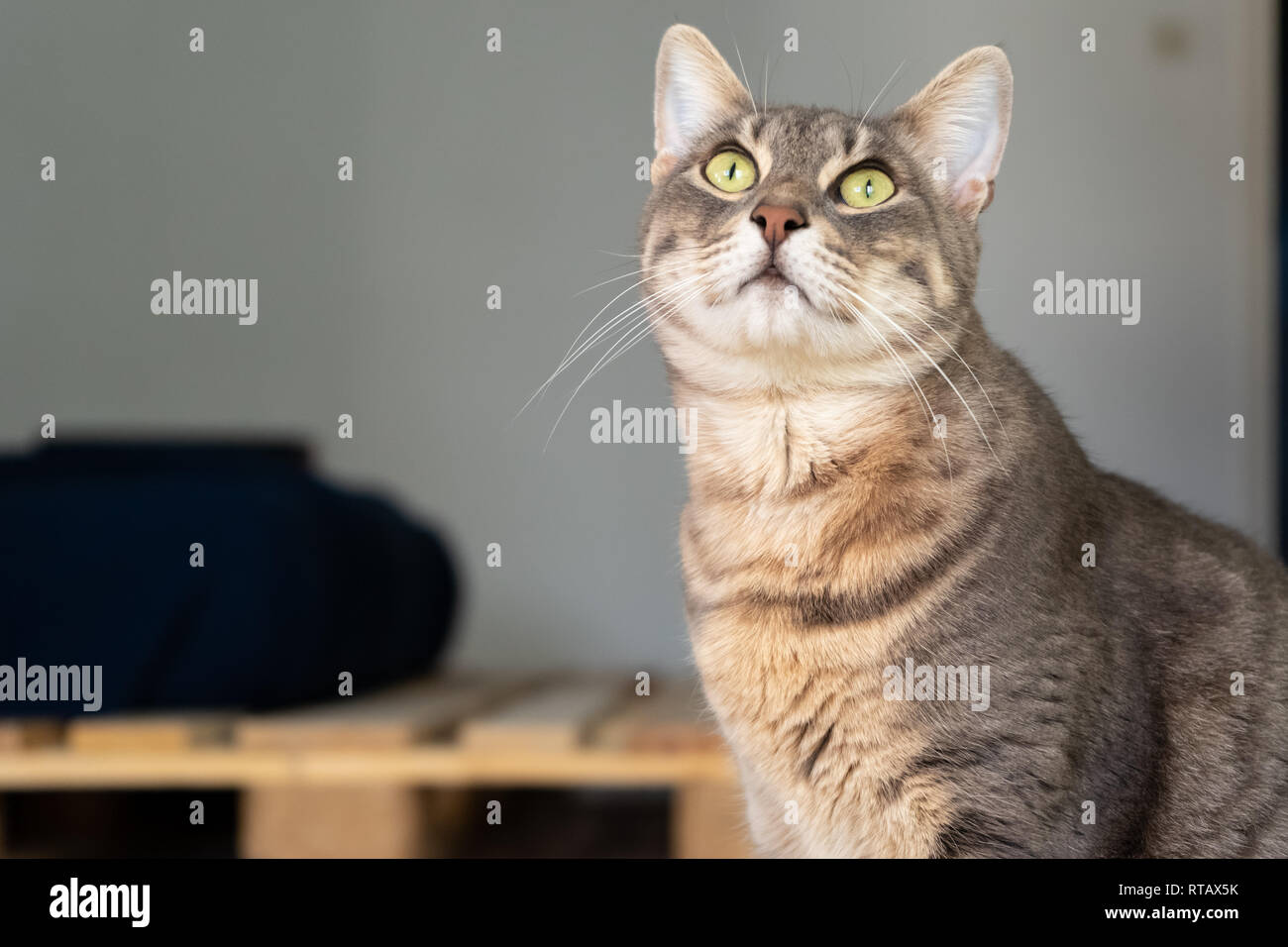 Gatto dagli occhi verdi Foto Stock