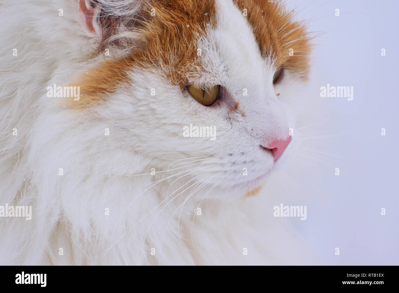 Ritratto di un pelo lungo arancio e bianco gatto nella neve. Foto Stock