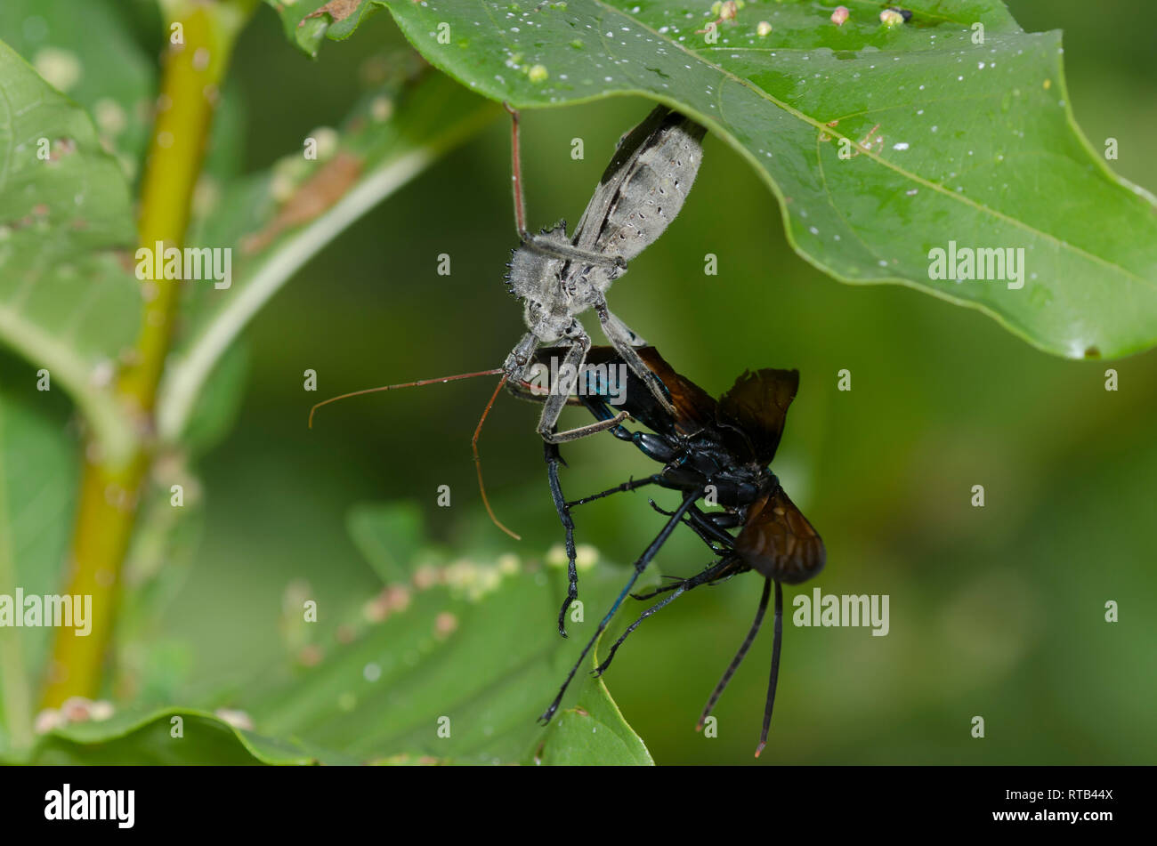 Bug ruota, Arilus cristatus, alimentando il catturato tarantula hawk wasp, Famiglia Pompilidae Foto Stock