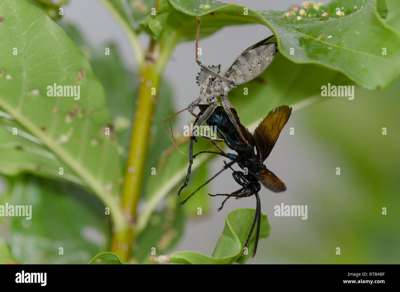 Bug ruota, Arilus cristatus, alimentando il catturato tarantula hawk wasp, Famiglia Pompilidae Foto Stock