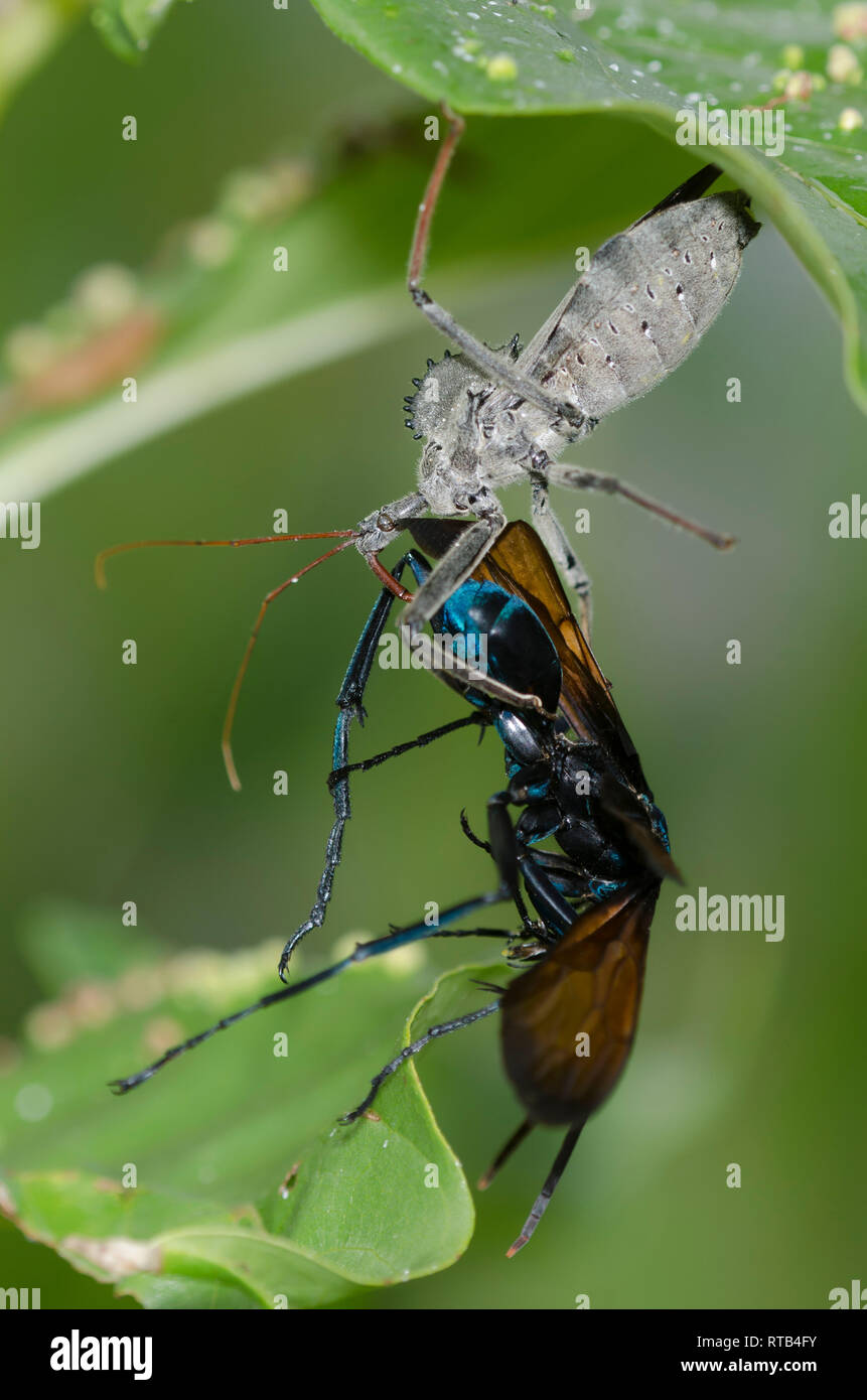 Bug ruota, Arilus cristatus, alimentando il catturato tarantula hawk wasp, Famiglia Pompilidae Foto Stock