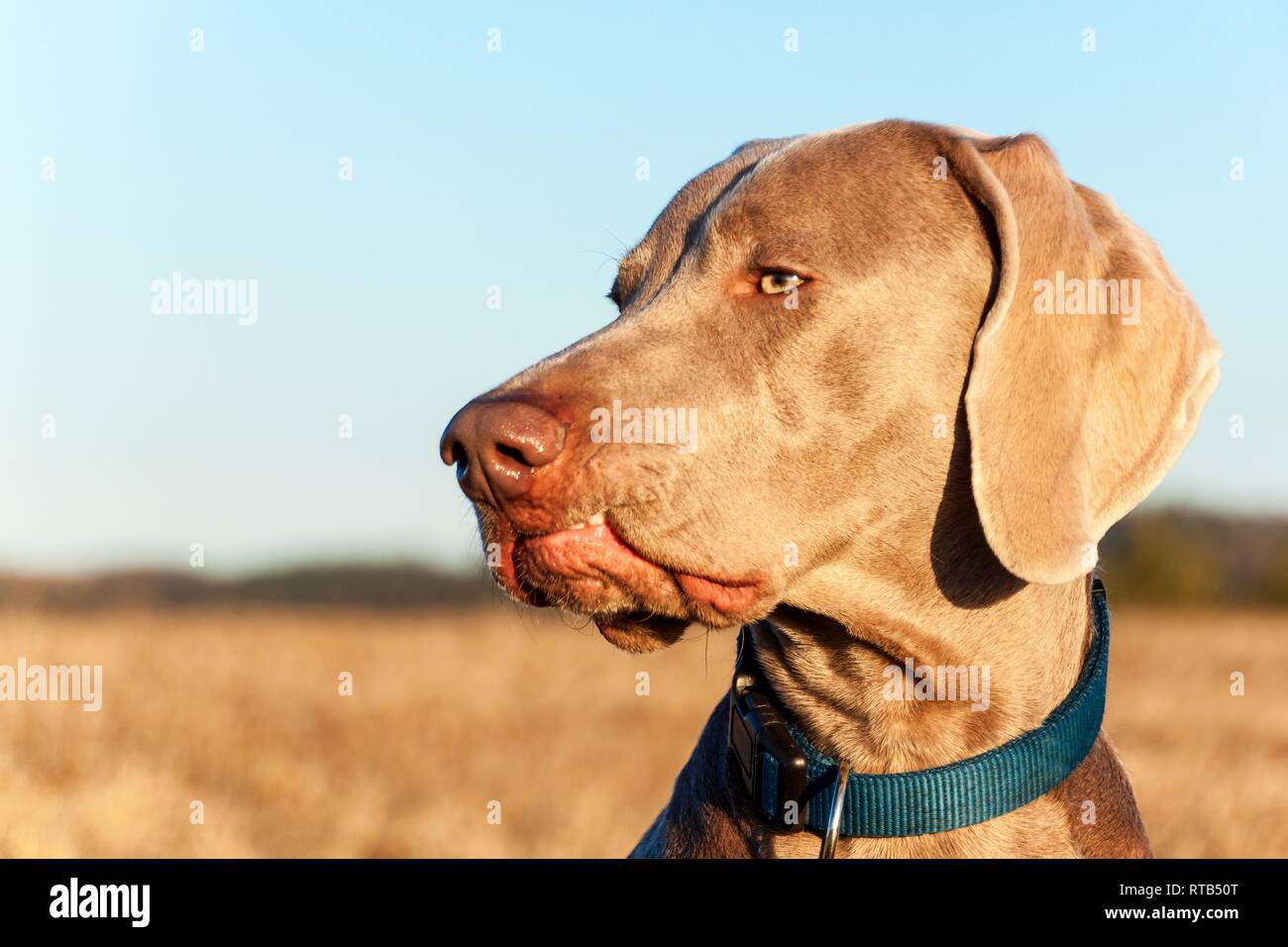 Weimaraner sulla caccia. Amico fedele. Cane agli occhi. Cane da caccia. Foto Stock