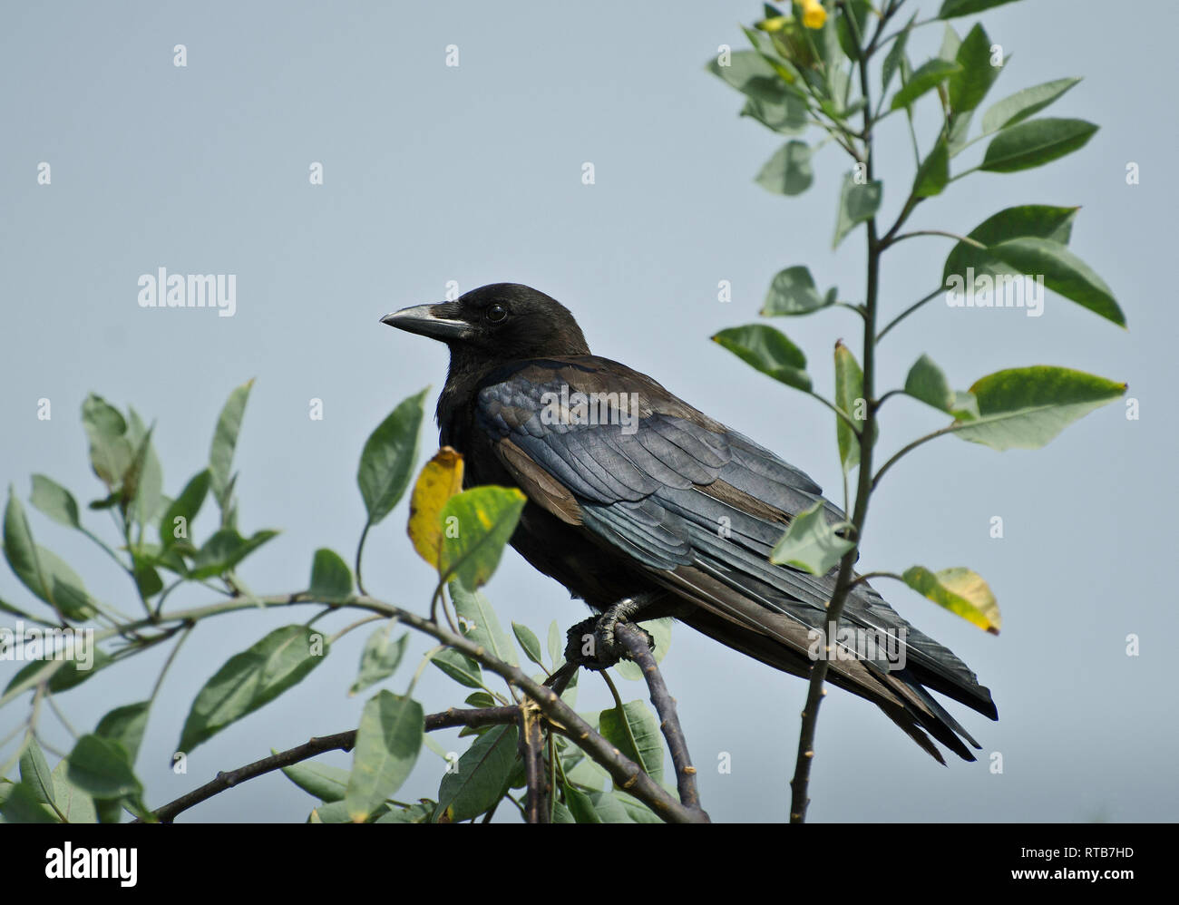 American Crow (Corvus brachyrhynchos) posatoi su un albero, Playa del Rey, CA, Stati Uniti d'America. Foto Stock