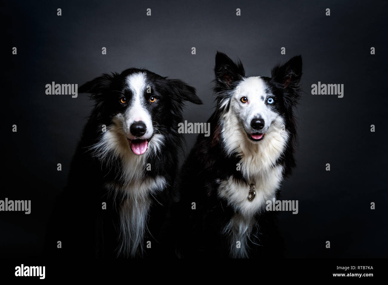 Due pelliccia Border Collies fissando la fotocamera mentre è seduto su uno sfondo grigio insieme Foto Stock