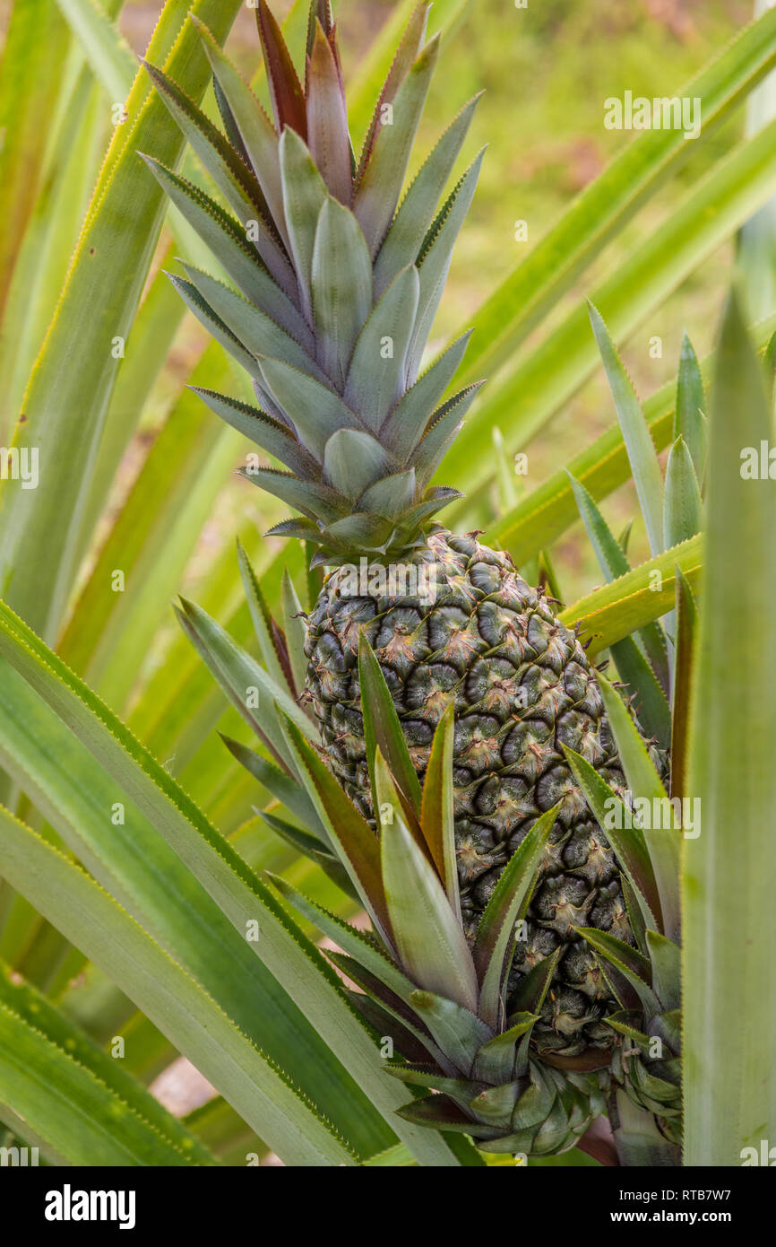 Un ananas (Ananas comosus) sulla sua pianta genitore coltivati in Malaysia. Il frutto ha germogli laterali intorno alla base ed è circondata da un lungo e stretto,... Foto Stock