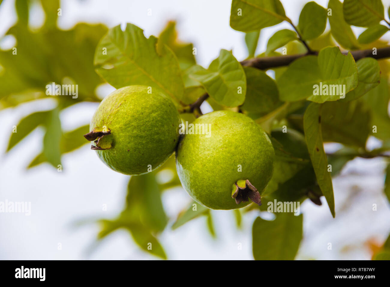 Due belle verde rotondo e ovale frutti guaiava (Psidium guajava) appesi insieme su un albero di guava in un giardino in Malaysia, sud-est asiatico. Foto Stock