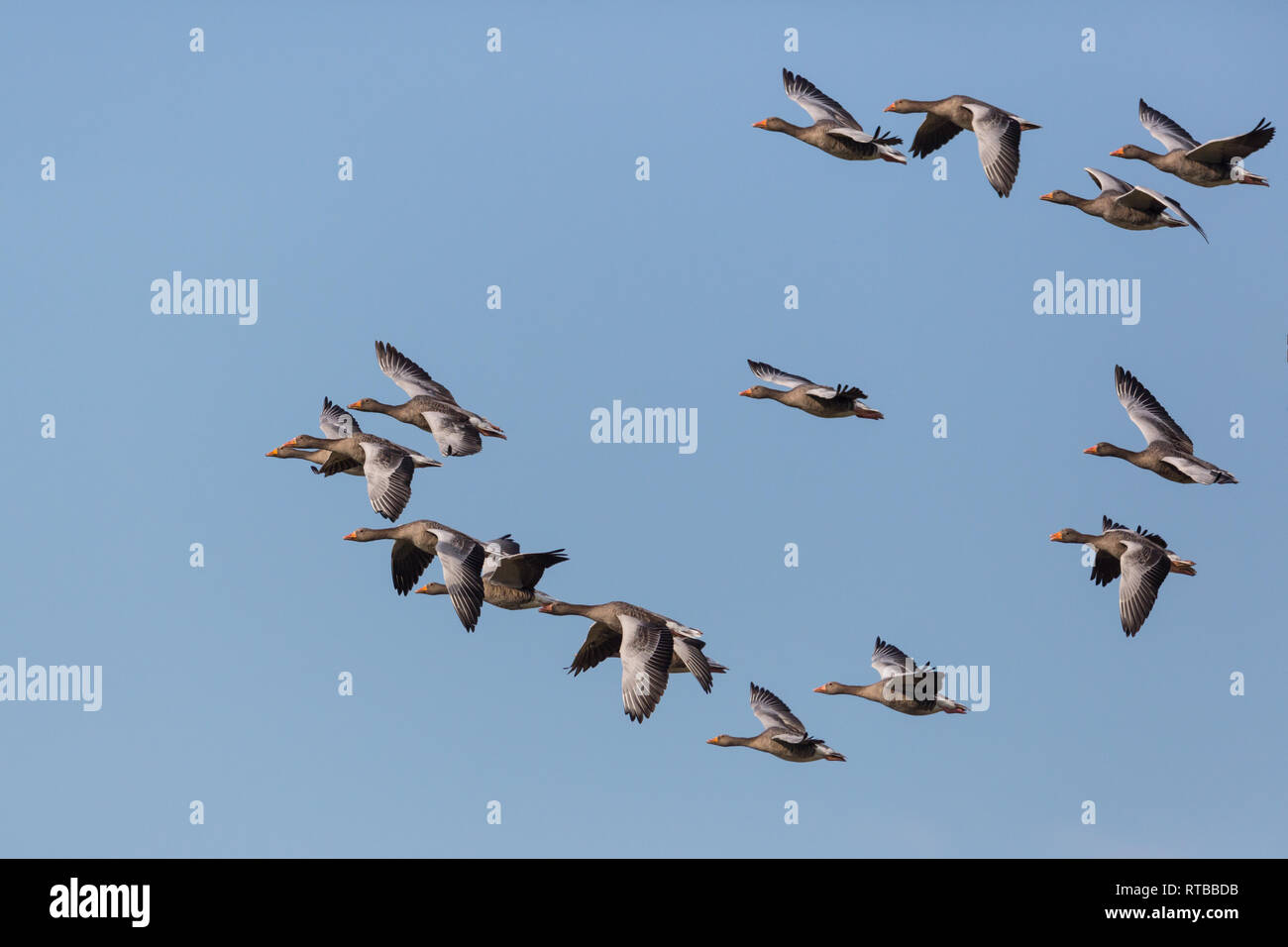 Gruppo di più naturale di oche grigie (Anser anser) volare nel cielo blu Foto Stock