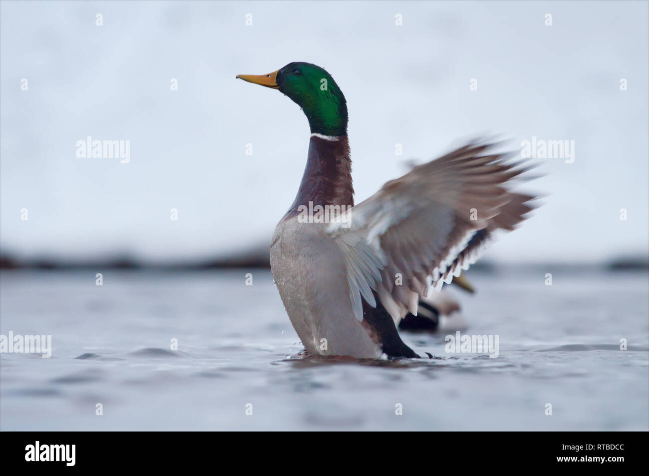 Mallard sbattimenti ali in inverno l'acqua grigia Foto Stock