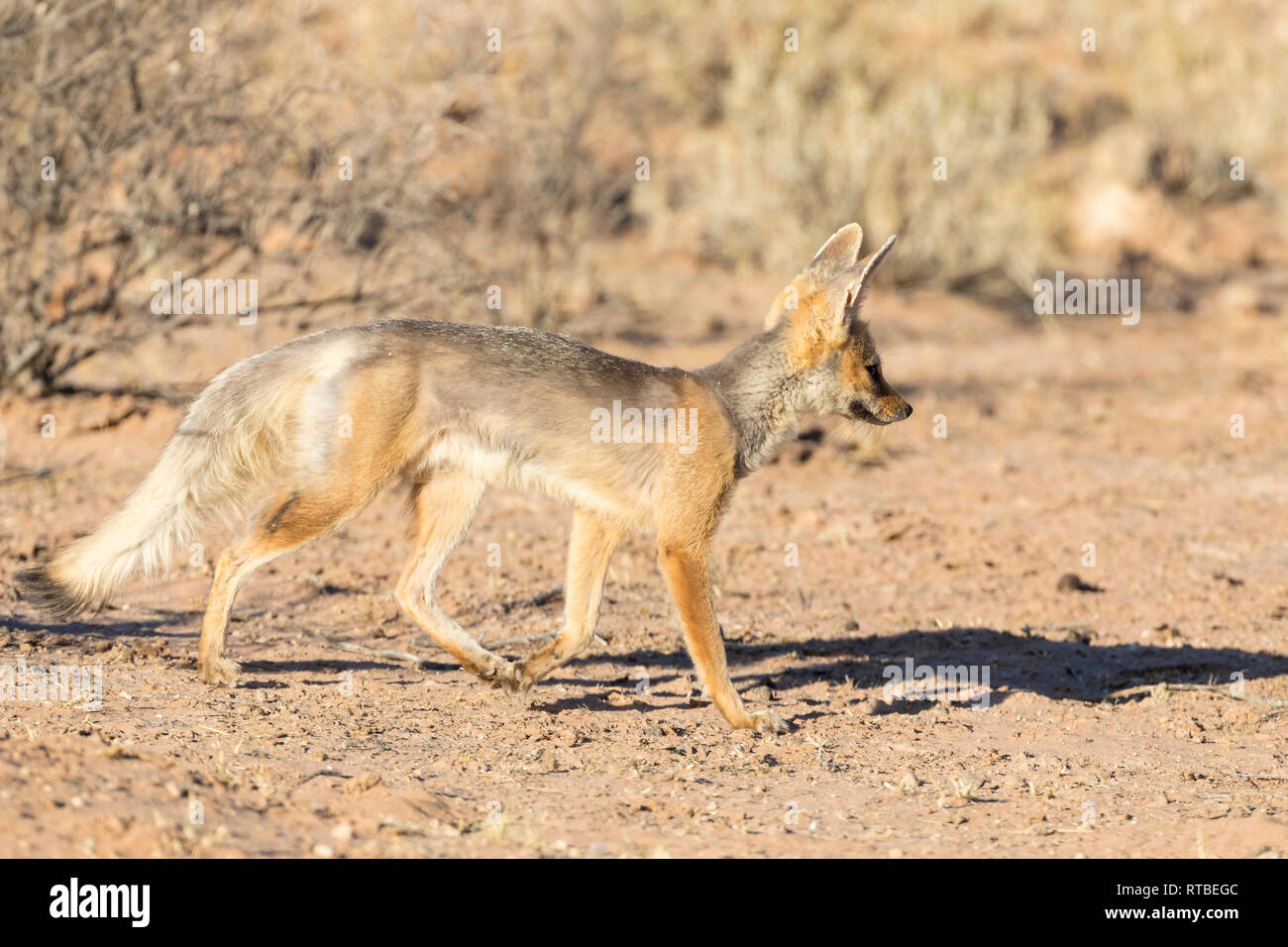 Cape fox o argento-backed fox, Vulpes chama, all'alba, Kgalagadi, parco transfrontaliero, Northern Cape, il Kalahari, Sud Afrcia Foto Stock