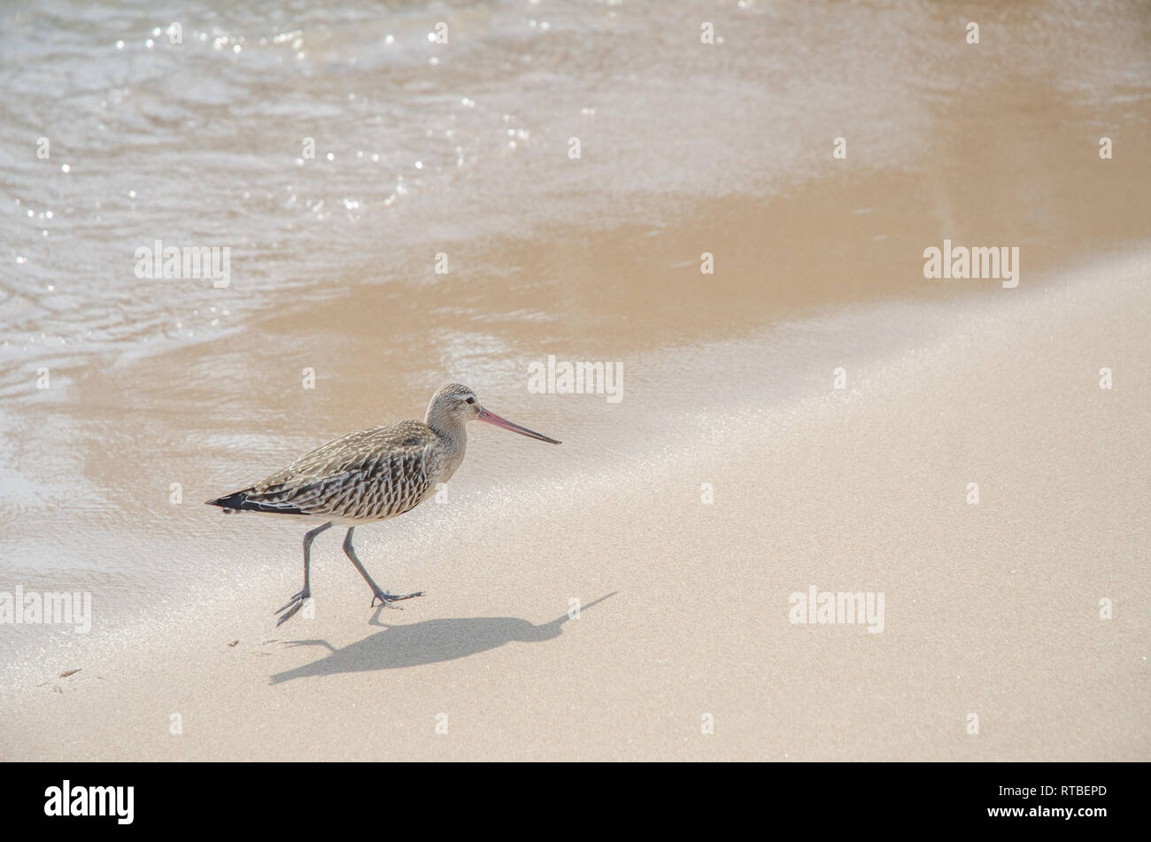 Un sandpiper bird su una spiaggia nella città di Cannes, Provenza, Francia Foto Stock