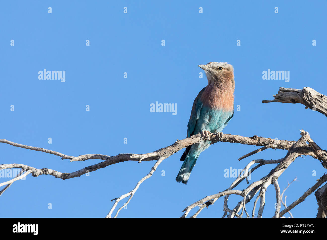 Rullo tostato lilla, Coracias cordata, arroccato su un ramo, Kalahari, Capo del Nord, Sud Africa Foto Stock