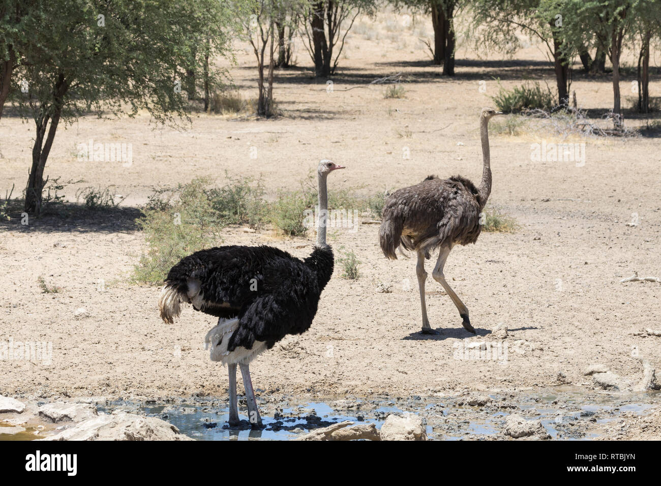 Maschio e femmina di struzzo comune, Struthio camelus, a waterhole, Kgalagadi Parco transfrontaliero, il Kalahari, Northern Cape Sud Africa Foto Stock