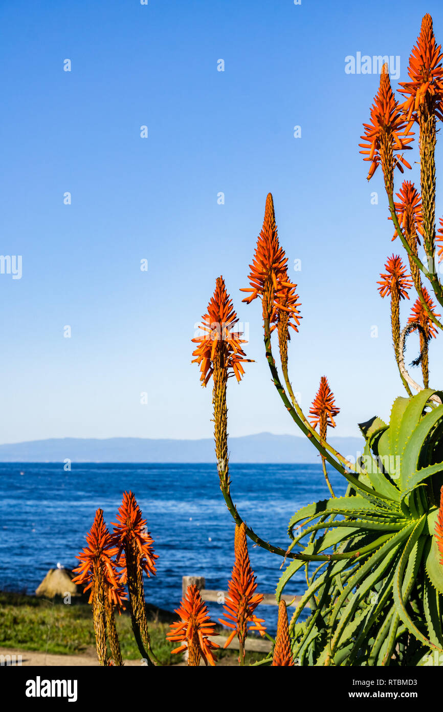 Aloe fiori sull'Oceano Pacifico costa, Pacific Grove, Monterey Bay Area, California Foto Stock