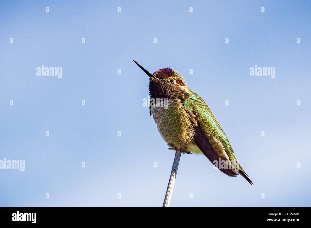 Anna's Hummingbird su un cielo blu di sfondo, California Foto Stock