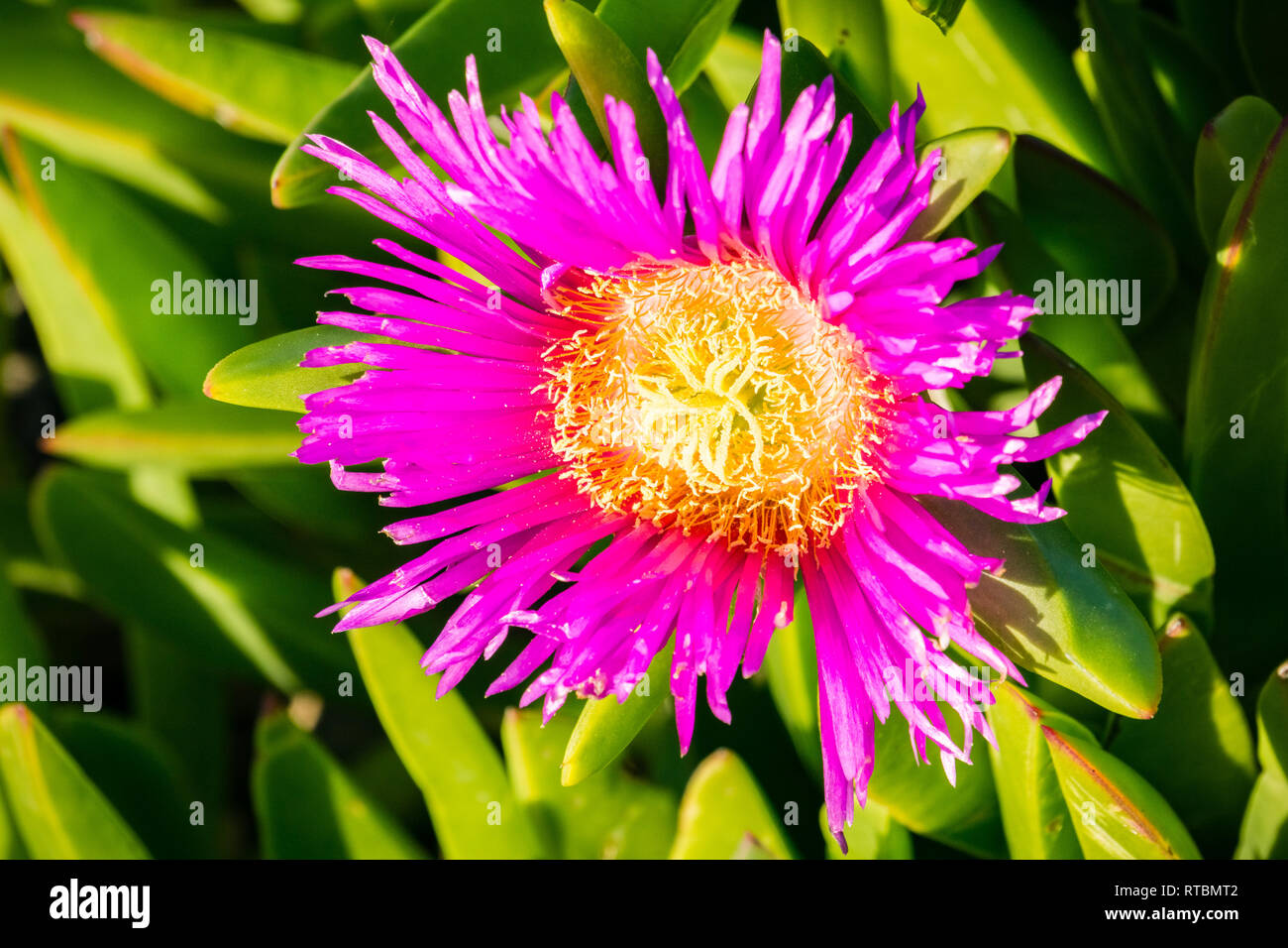 Viola Carpobrotus edulis fiore, California Foto Stock