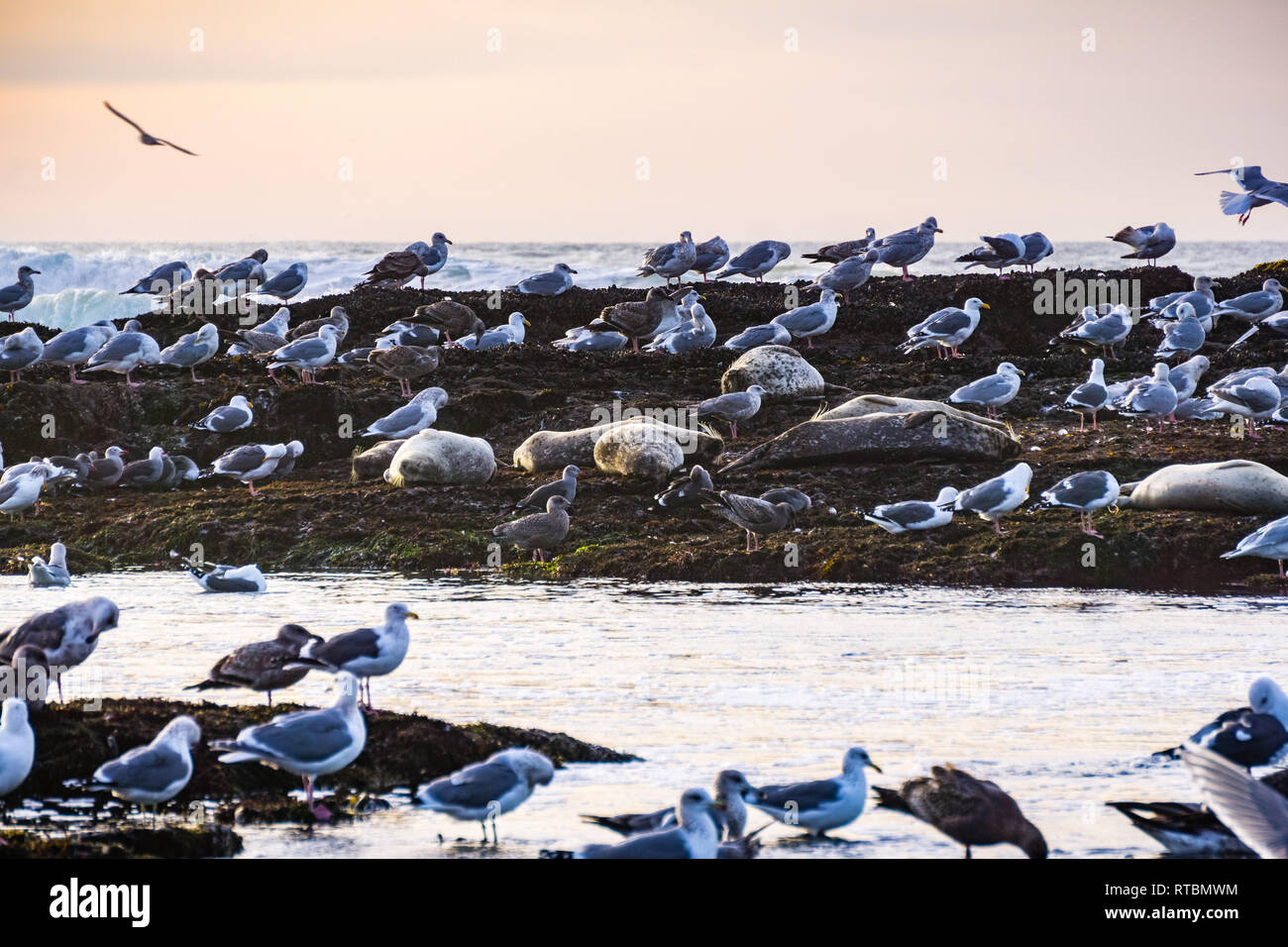 Tramonto al Fitzgerald Riserva Marina tidepools, Moss Beach, California Foto Stock