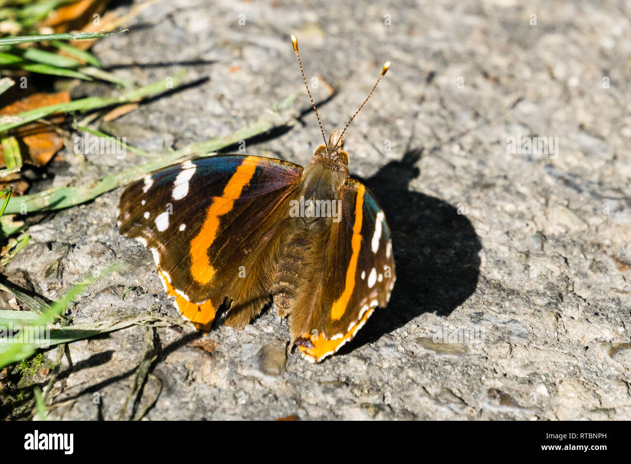 Macro di Red admiral butterfly su un vicolo lastricato, California Foto Stock