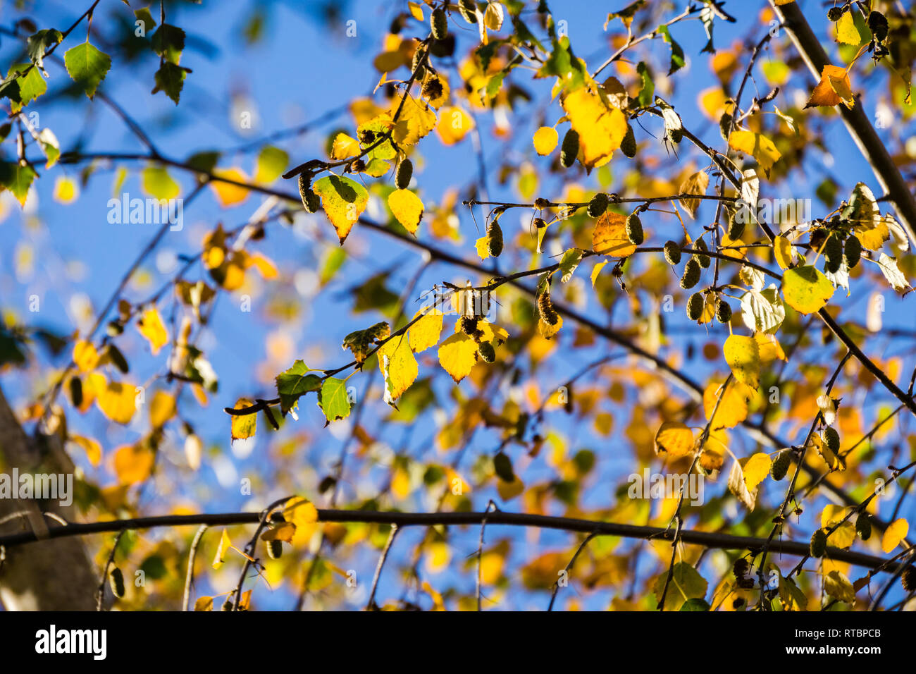 Argento betulle (Betula pendula) colorato Foglie di autunno su uno sfondo con cielo, California Foto Stock