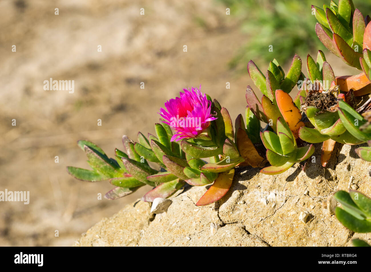 Viola Carpobrotus edulis fiore su una spiaggia, California Foto Stock