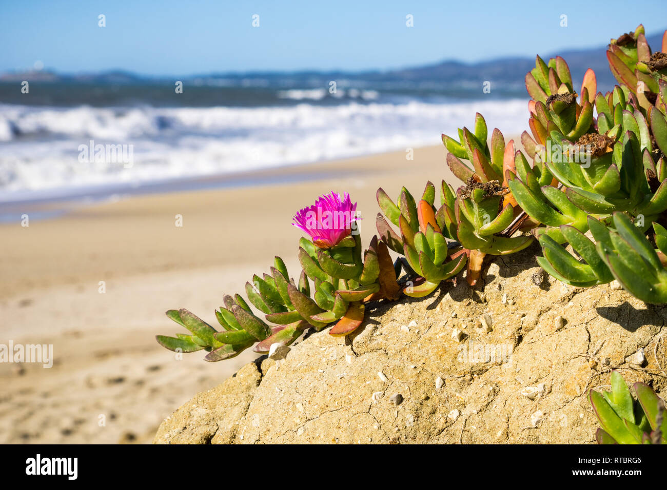 Viola Carpobrotus edulis fiore su una spiaggia, California Foto Stock