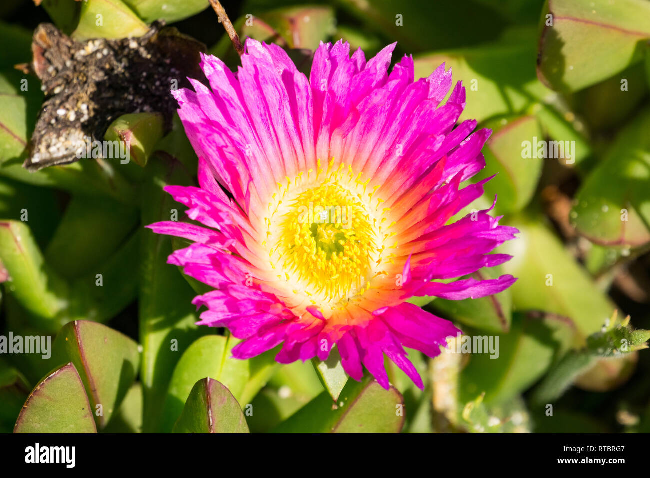 Viola Carpobrotus edulis fiore, California Foto Stock