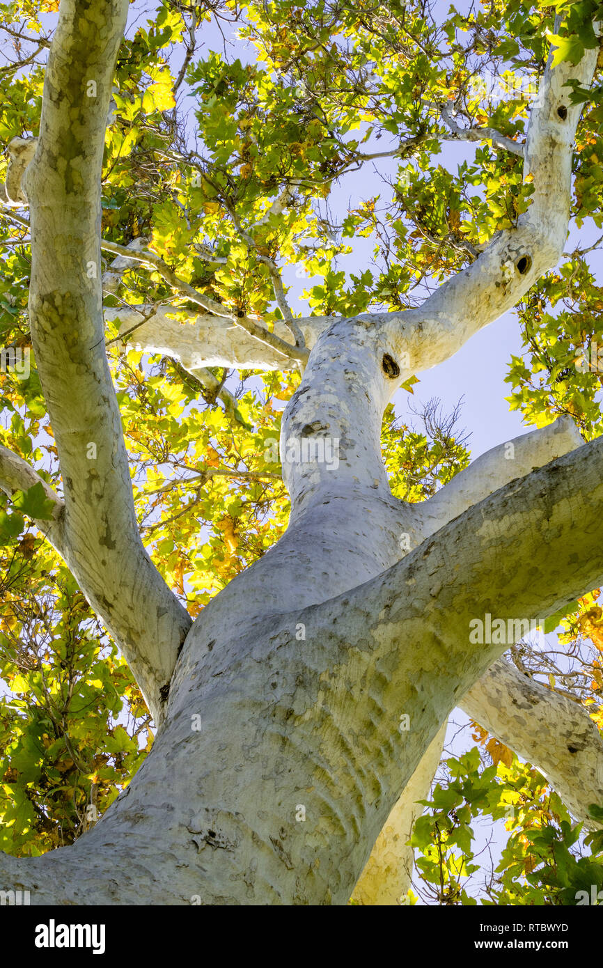 Western sicomoro (Platanus racemosa) visto dal di sotto, California Foto Stock