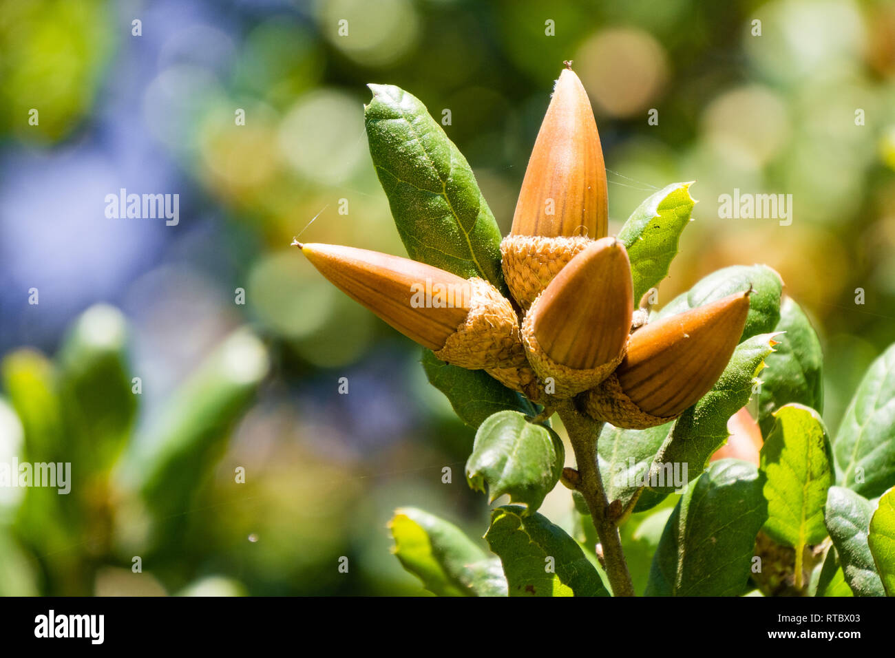 Oak tree branch acorn dado come bella stagione autunno sfondo, California Foto Stock