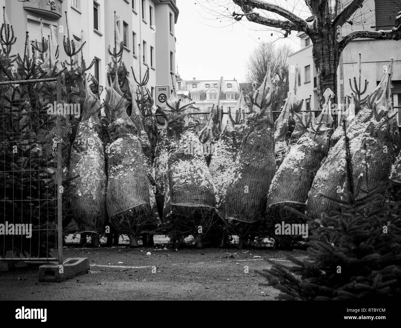 Immagine in bianco e nero di albero di Natale la vendita al mercato contadino nel centro di Strasburgo con evergreen abeti dall'Alsazia Foto Stock