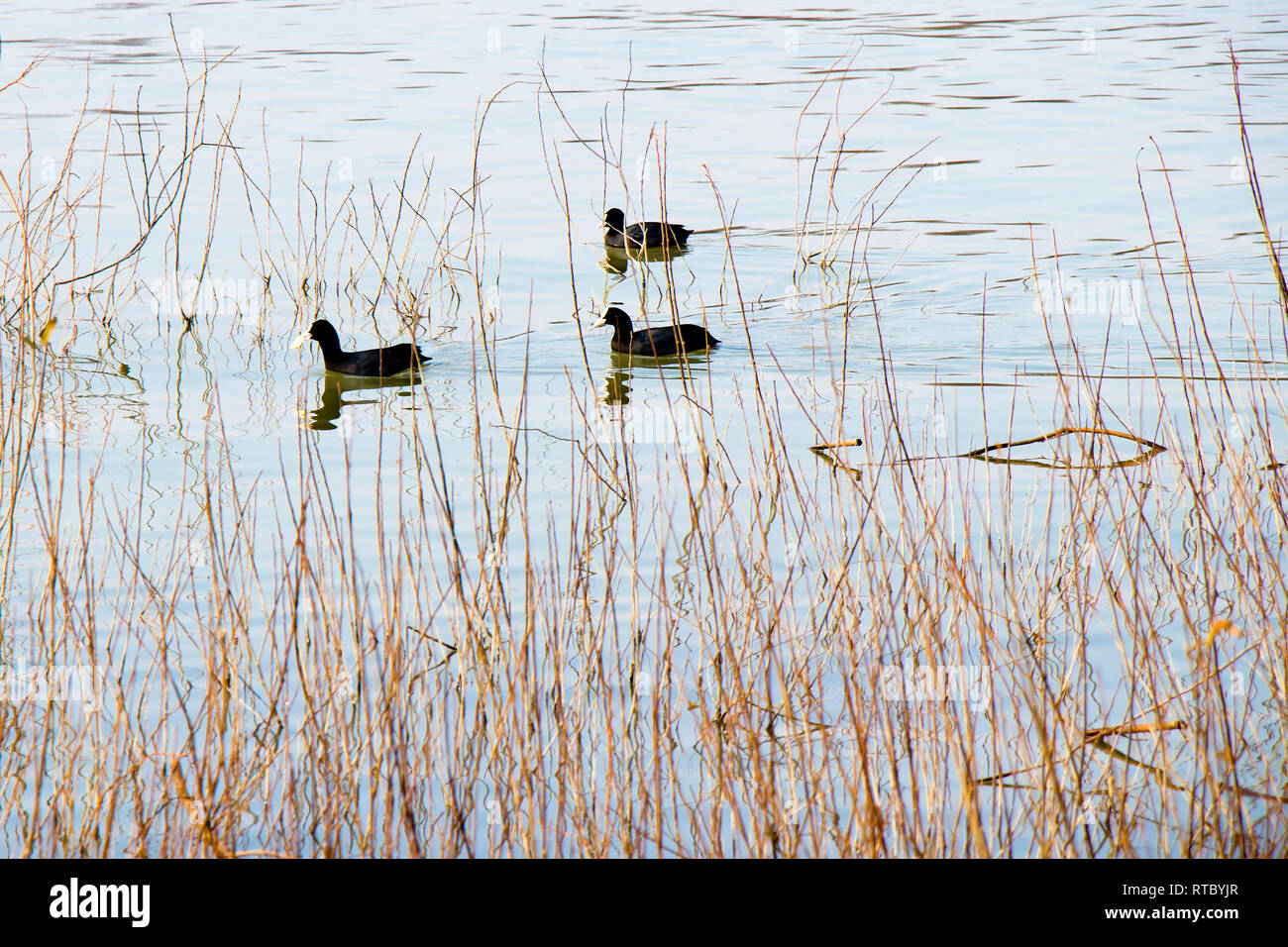 Nero tre anatre galleggianti sull'acqua, visto attraverso la vegetazione fluviale erba Foto Stock