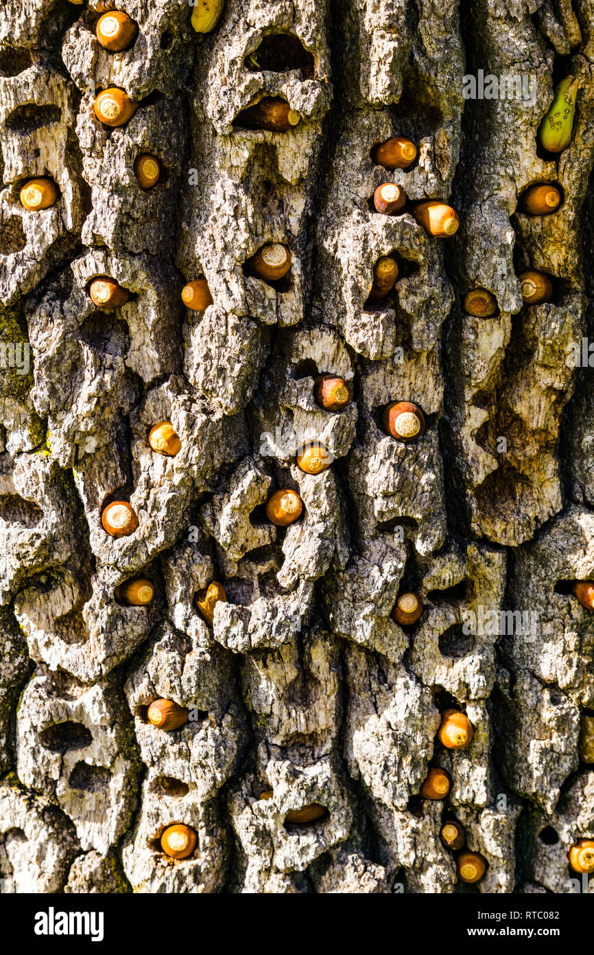 Granary tree riempito da acorn picchi con ghiande in autunno, California Foto Stock