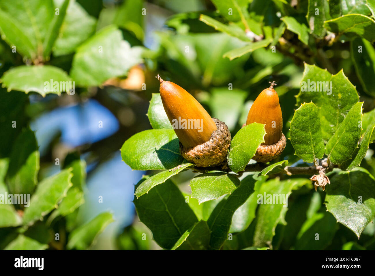 Oak tree branch acorn dado come bella stagione autunno sfondo, California Foto Stock