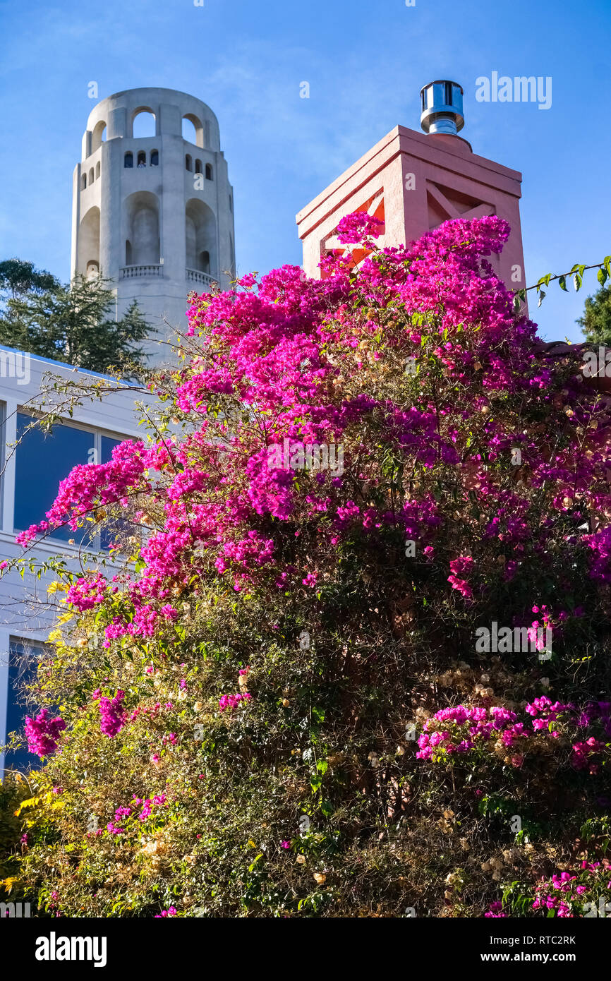 Viola decorativo Bougainvillea Bush Telegraph Hill base, Coit Tower sullo sfondo, San Francisco, California Foto Stock