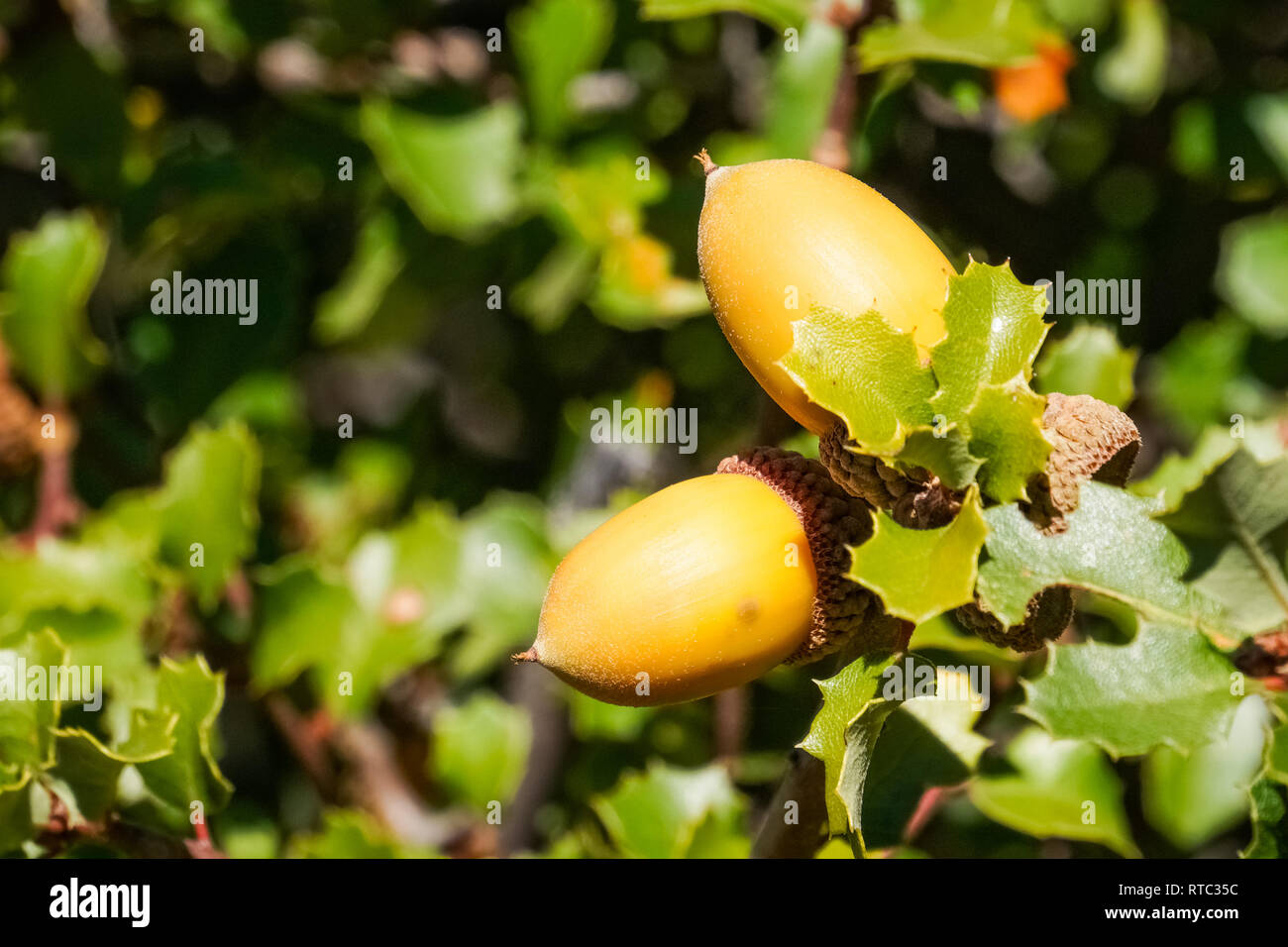 Oak tree branch acorn dado come bella stagione autunno sfondo, California Foto Stock
