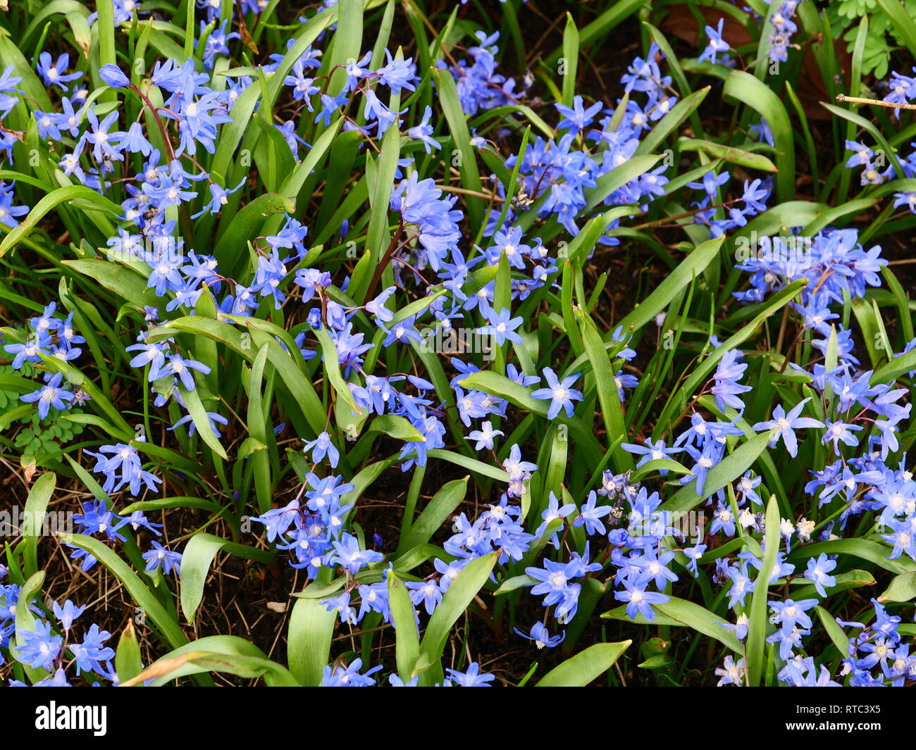 Fiori blu di Chionodoxa o gloria della neve, ideale per naturalizing, crescendo nel giardino formando una molla stagione di fioritura precoce di tappeti in Marzo Foto Stock