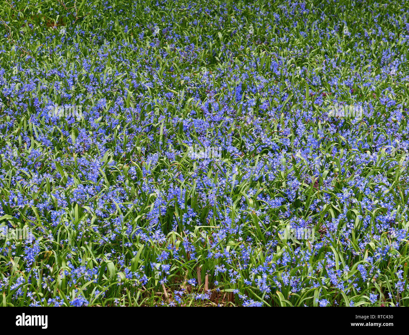 Fiori blu di Chionodoxa o gloria della neve, ideale per naturalizing, crescendo nel giardino formando una molla stagione di fioritura precoce di tappeti in Marzo Foto Stock