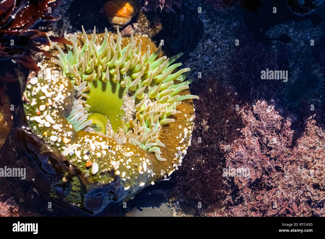 Verde gigante Anemone, Fitzgerald riserva marina, California Foto Stock